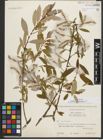 Foto von Salix triandra L.